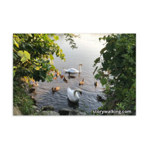 Story Walking Postcard - Swans and Ducks