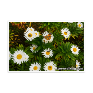 Story Walking Postcard – Daisies