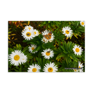 Story Walking Postcard – Daisies